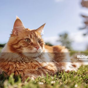 Sunlit Lawn Daydream – Ginger Longhair Cat Digital Art