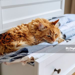 Secret Drawer of Sunshine