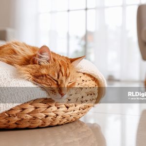 Sunlit Slumber in a Woven Nest