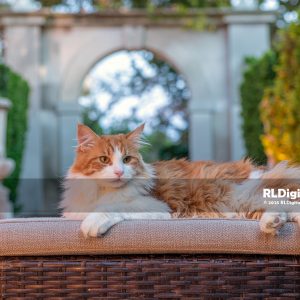 Garden Gate Majesty: Evening of the Estate Cat