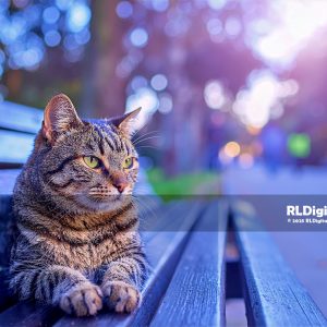 Twilight Guardian of the City Park