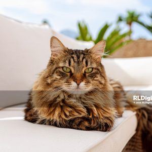 Terrace Royalty – Longhair Tabby Cat Digital Art