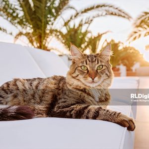 Sunset Palm Terrace – Longhair Tabby Cat Digital Art