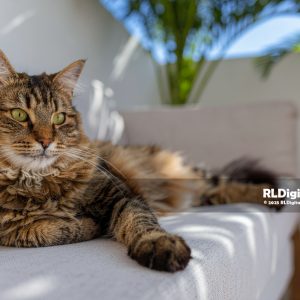 Condo Chill Vibes – Longhair Tabby Cat Digital Art