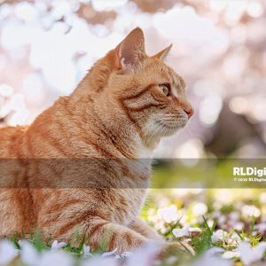 Blossom Meadow Muse – Orange Tabby Cat Digital Art
