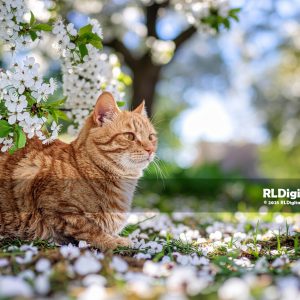 White Blossom Garden Watcher – Orange Tabby Cat Digital Art