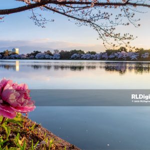 Peony at the Edge of Spring