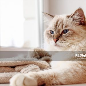 Winter Window Daydream – Blue-Eyed Birman Cat Digital Art