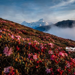 Rhododendron Dawn Over Himalayan Peaks